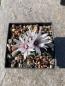 Preview: Turbinicarpus sanchez mejoradae